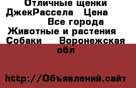 Отличные щенки ДжекРассела › Цена ­ 50 000 - Все города Животные и растения » Собаки   . Воронежская обл.